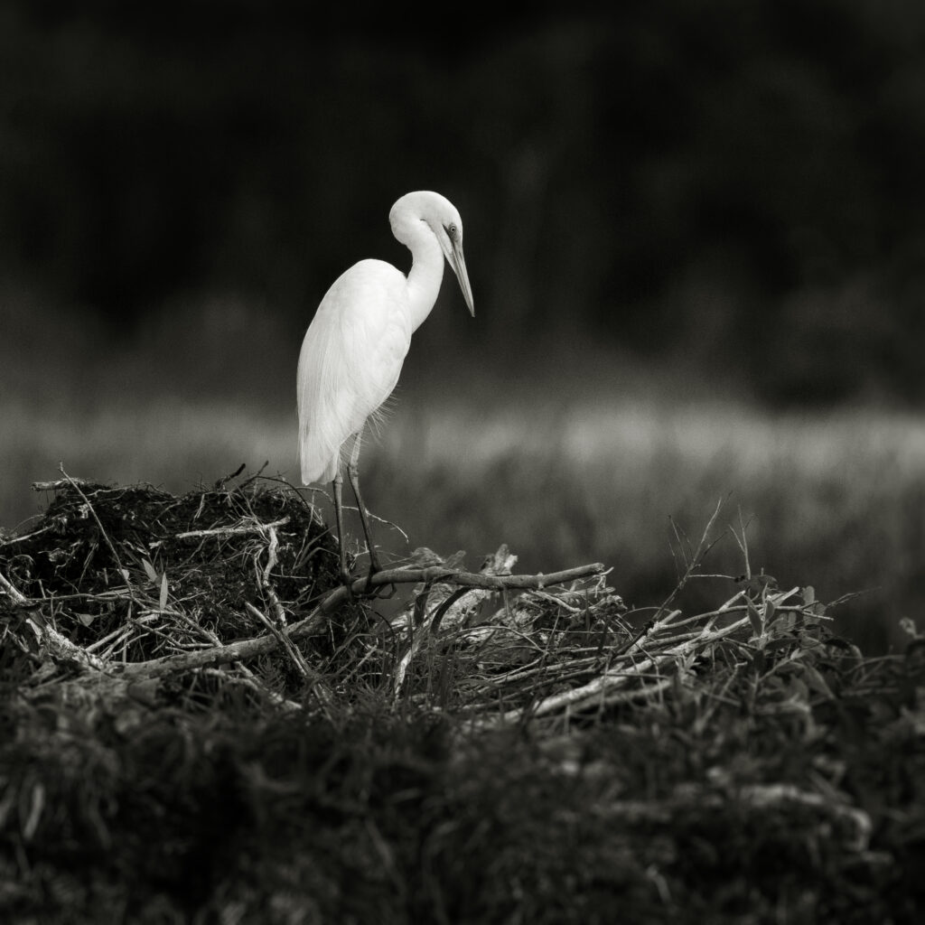 Great Egret BW, John Gitsham
