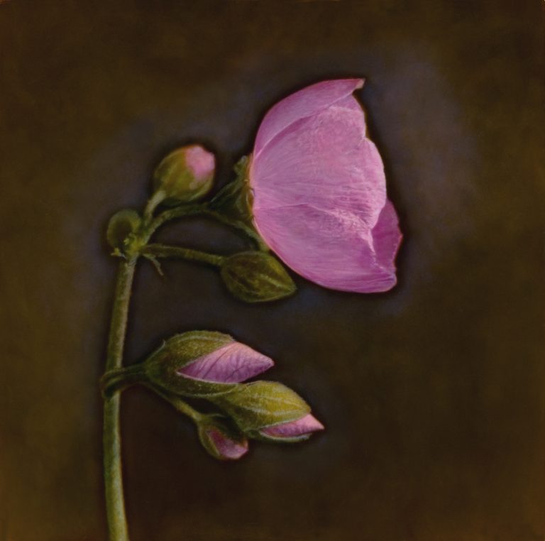 Kate Breakey - hand coloured photograph